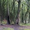Dark dense beech woodland tree trunks in early autumn
