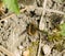 Dark-edged Bee-fly