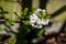 Dark-edged bee-fly, Bombylius major, feeding on cherry blossom