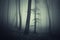 Dark ethereal forest with fog