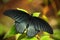 Dark exotic butterfly. Butterfly in the forest. Butterfly sitting on the leaves. Beautiful black butterfly, Great Mormon, resting