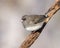 Dark eyed-junco