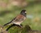 Dark-eyed Junco