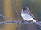 Dark-Eyed Junco