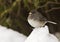 Dark-Eyed Junco