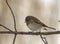 Dark-Eyed Junco