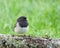 Dark-eyed Junco