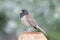 Dark-eyed Junco Adult Male Perching on Fence Pole