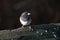 Dark eyed Junco Bird