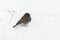 Dark-eyed Junco bird