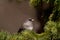 Dark-eyed Junco bird