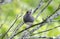 Dark Eyed Junco bird sining