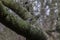 Dark Eyed Junco Bird On Tree Branch