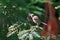 A Dark-eyed Junco feeding it`s baby