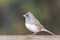 Dark-eyed junco on a fence