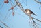 Dark-eyed Junco, Junco hyemalis,