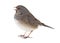 Dark-eyed Junco, Junco hyemalis, isolated