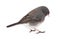 Dark-eyed Junco, Junco hyemalis, isolated