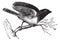 Dark-eyed Junco or Junco hyemalis, vintage engraved illustration