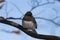 Dark-eyed Junco perched on branch