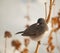 Dark-Eyed Junco perched on a dry flower stalk