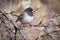 Dark Eyed Junco perched on a Limb