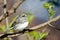 Dark Eyed Junco Perched in a Tree