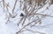 Dark-eyed Junco Puffs Up Its Feathers in the Snow