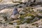 Dark Eyed Junco on a rock