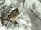 Dark Eyed Junco in Snow Storm