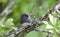 Dark Eyed Junco songbird on Mountain Laurel branch