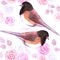 Dark eyed Juncos and pink roses bird seamless watercolor birds painting background