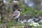 Dark-faced Ground Tyrant, Muscisaxicola maclovianus, on ground