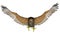 Dark falcon flying - 3D render