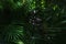 Dark fantastic portrait of green palm leaves and flower