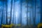 Dark fantasy forest with fog