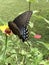 Dark Female Tiger Swallowtail Butterfly - Papilio glaucus
