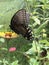 Dark Female Tiger Swallowtail Butterfly - Papilio glaucus