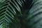 Dark fern leaves in the tropical rainy season