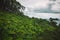 Dark fern natural background image taken on Coromandel peninsula
