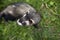 Dark ferret pet outdoors on the green grass leaflets watching