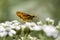 Dark Fiery Skipper Butterfly - White Virginia Crownbeard Wildflower - Verbesina virginica