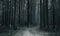 Dark fir forest with creepy trail