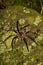 Dark Fishing Spider