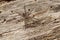 Dark Fishing Spider - Dolomedes tenebrosus