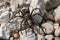 Dark Fishing Spider (Dolomedes tenebrosus)