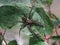 Dark Fishing Spider (Dolomedes tenebrosus)