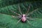 Dark fishing spider on the green leaf