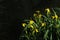 Dark floral background with yellow irises by the pond