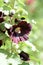 Dark flowers of the hollyhock Alcea rosea in the summer garden